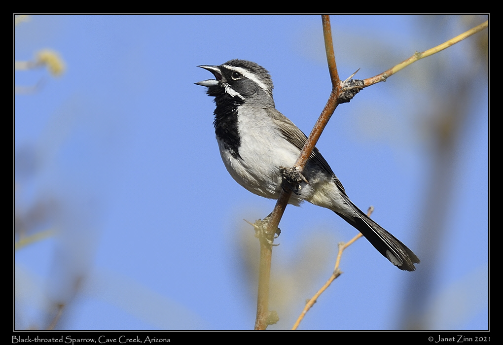 black_throated_sparrow_JZ8_4340a