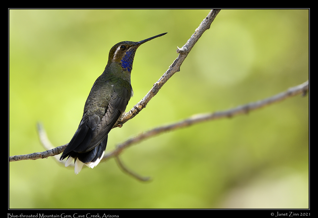 blue_throated_mountain_gem_JZ8_4708a