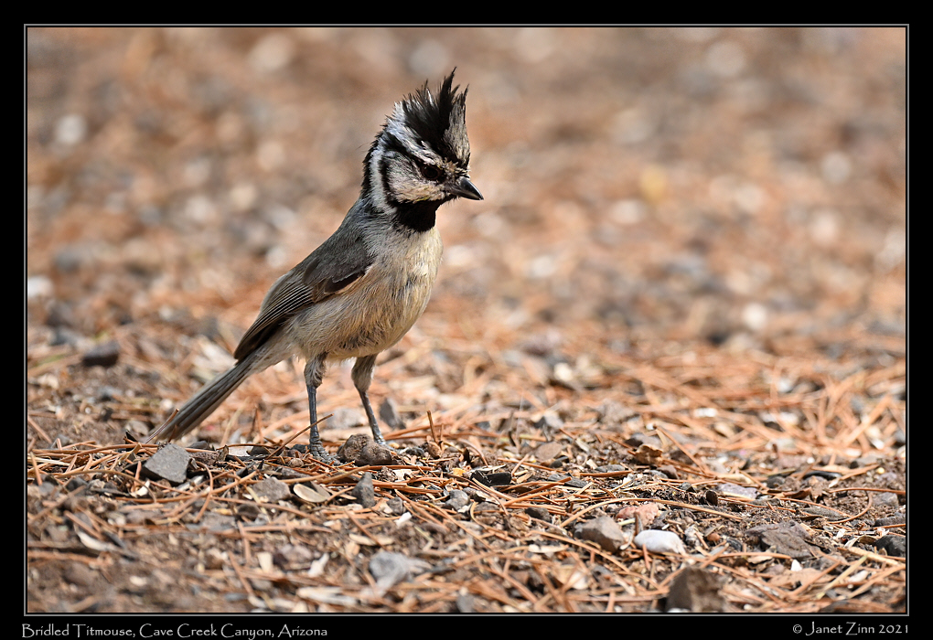bridled_titmouse_JZ1_7152a