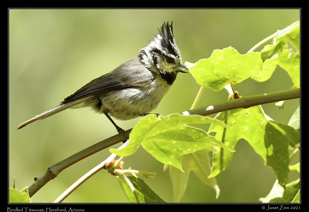 bridled_titmouse_JZ8_4104a