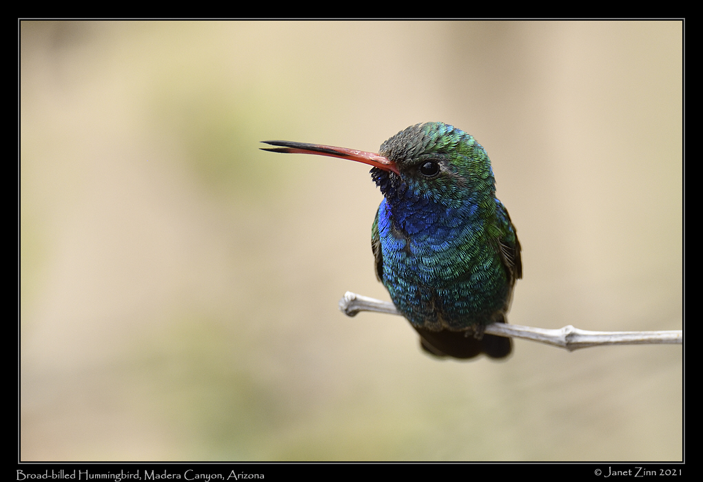 broad_billed_hummingbird_JZ8_3369a
