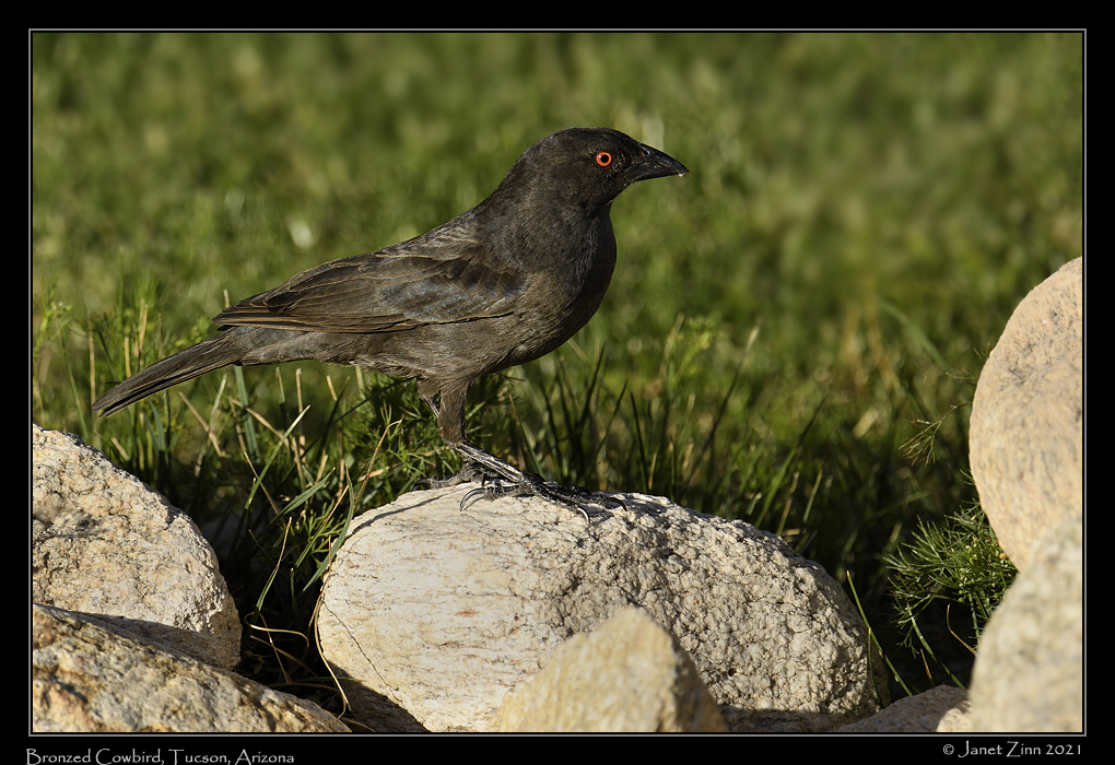 bronzed_cowbird_JZ8_2756a