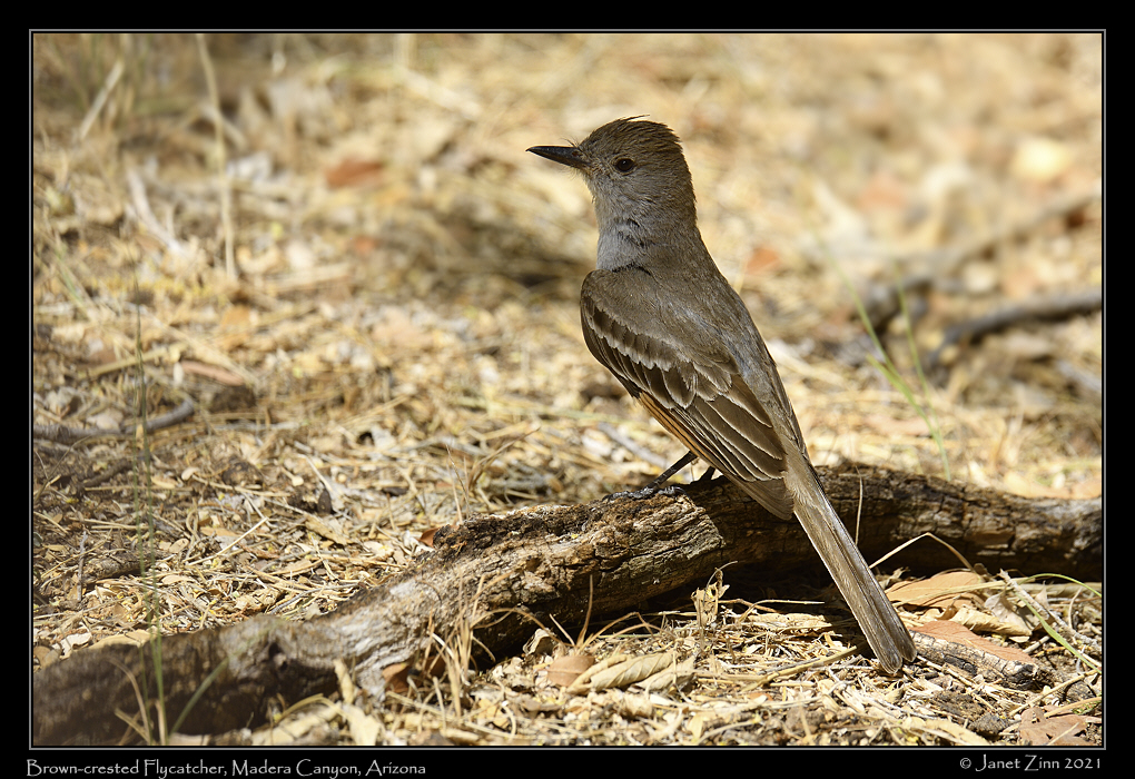 brown_crested_flycatcher_JZ8_3221a