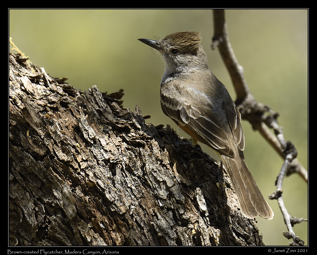 brown_crested_flycatcher_JZ8_3225a