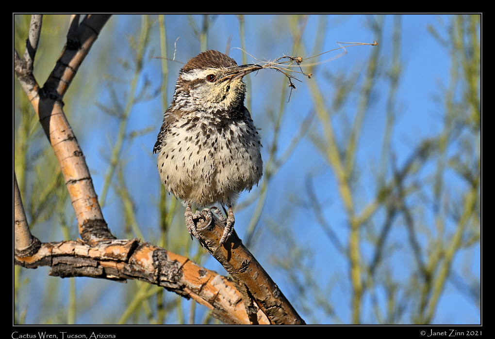 cactus_wren_JZ1_5999a