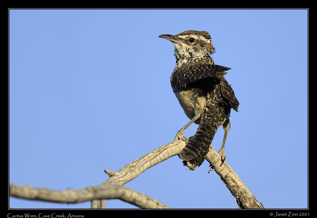 cactus_wren_JZ8_4734a
