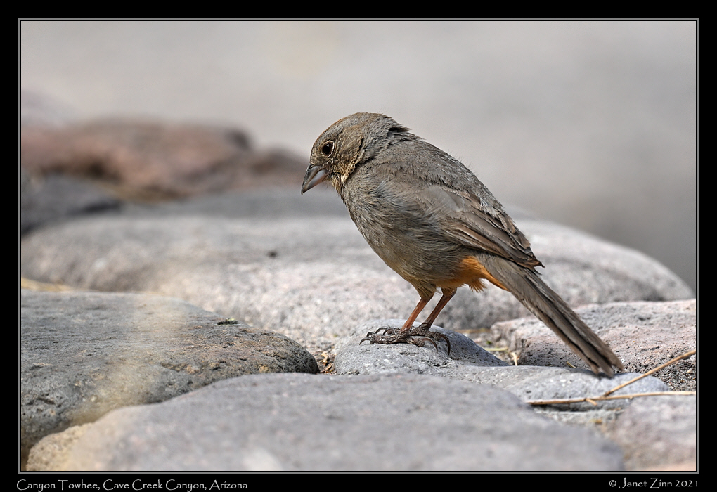 canyon_towhee_JZ1_7147a