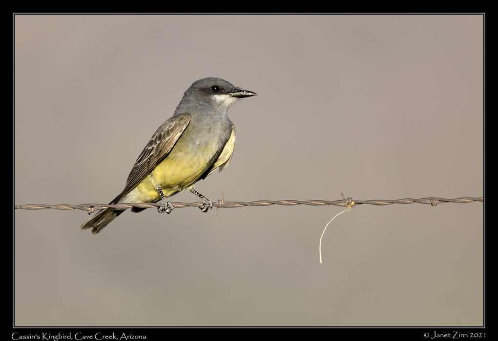 cassins_kingbird_JZ8_4727a
