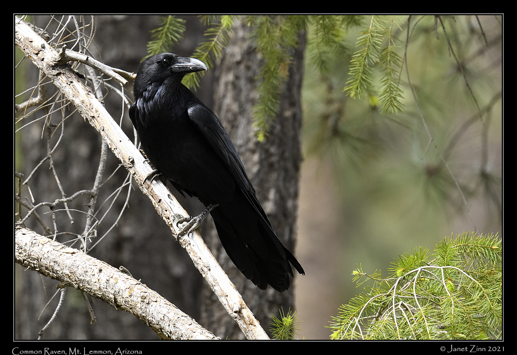 common_raven_JZ8_2623b
