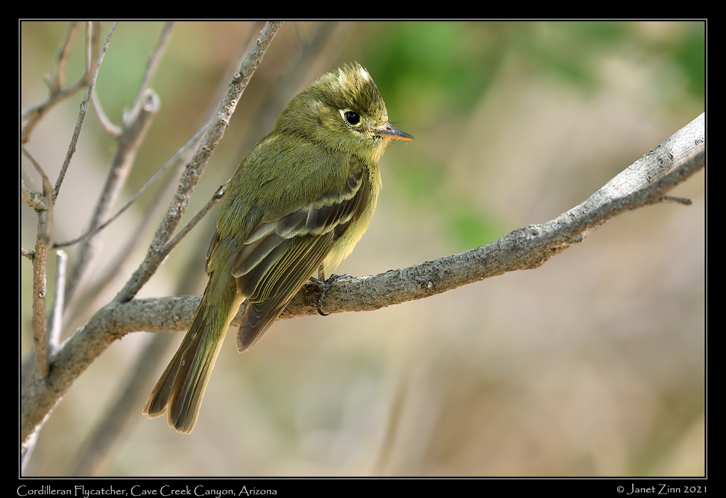 cordilleran_flycatcher_JZ1_7051a