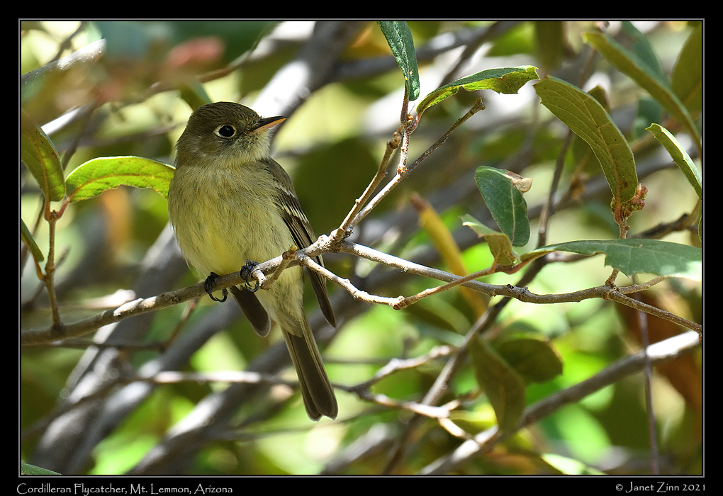 cordilleran_flycatcher_JZ8_2638a