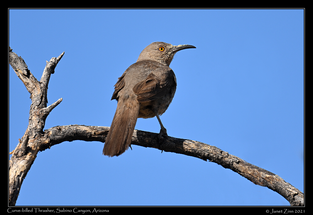 curve_billed_thrasher_JZ1_6089a
