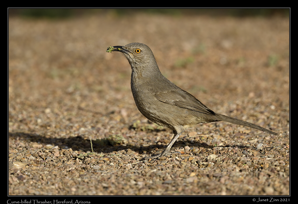curve_billed_thrasher_JZ8_4170a