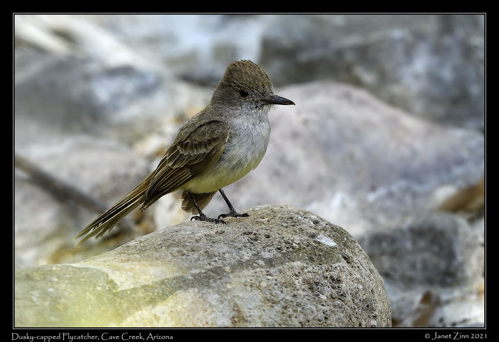 dusky_capped_flycatcher_JZ8_4470a