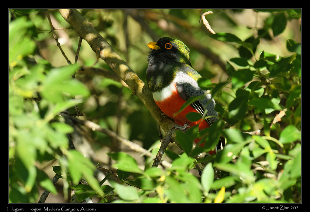 elegant_trogon_JZ8_3053a