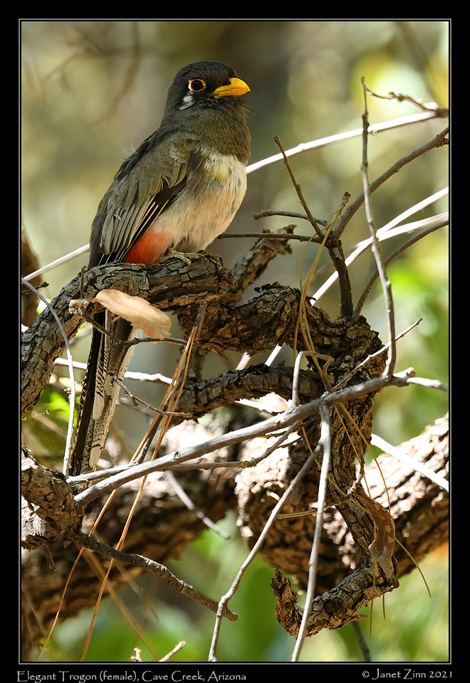 elegant_trogon_female_JZ8_4586a