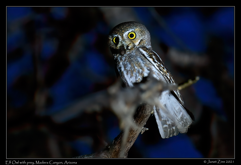 elf_owl_JZ8_3402a