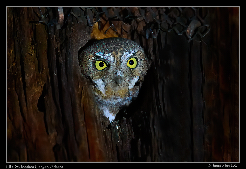 elf_owl_JZ8_3419b