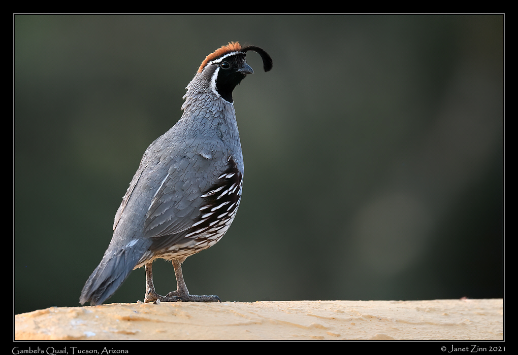gambels_quail_JZ8_2725a