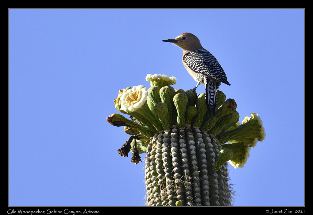 gila_woodpecker_JZ1_6021a