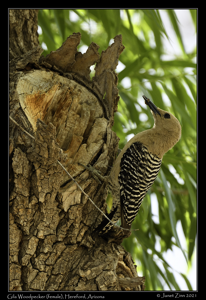 gila_woodpecker_JZ8_3619a
