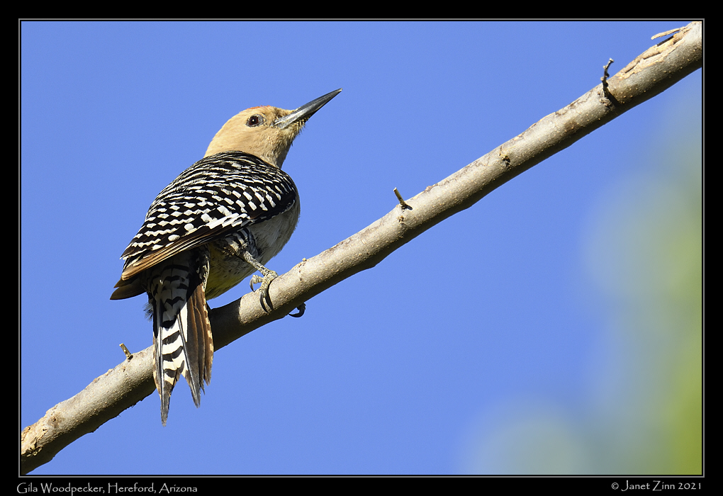 gila_woodpecker_JZ8_3630a
