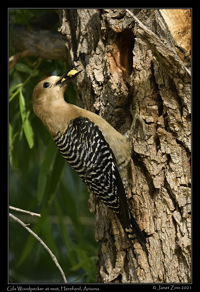 gila_woodpecker_JZ8_4172a