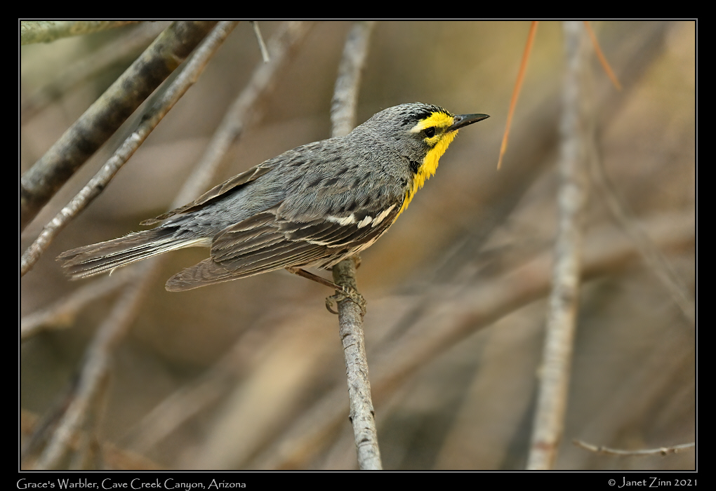 graces_warbler_JZ1_7077a