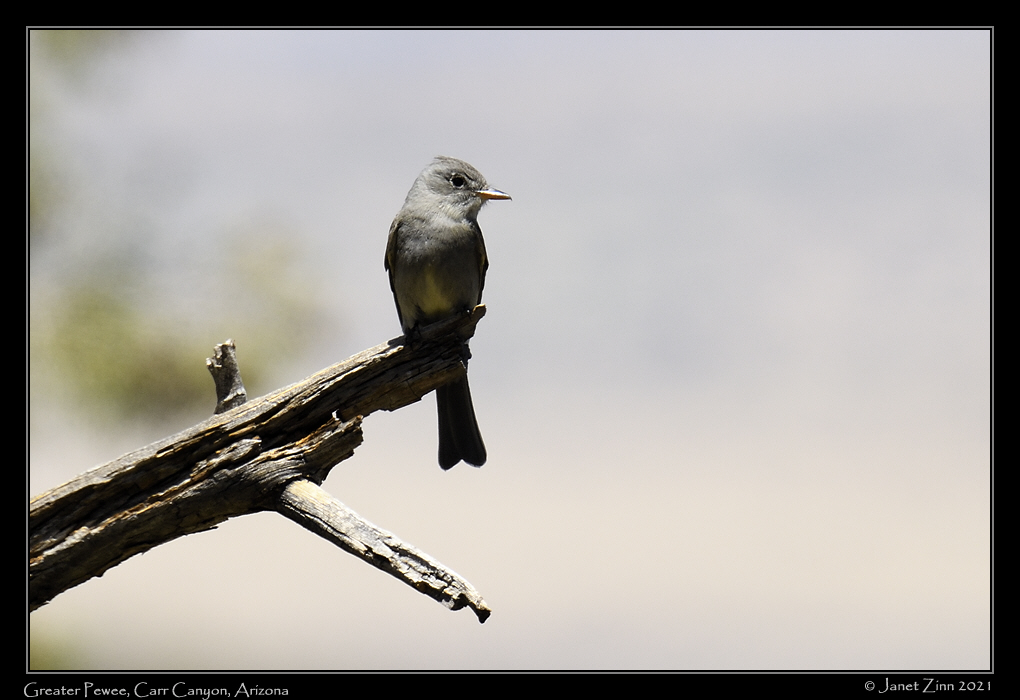 greater_pewee_JZ8_3865a
