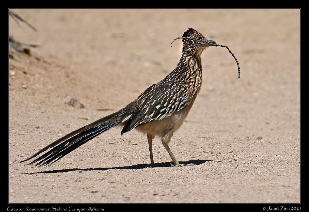 greater_roadrunner_JZ1_6184b