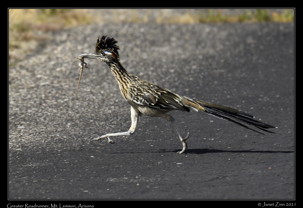 greater_roadrunner_JZ8_2409a