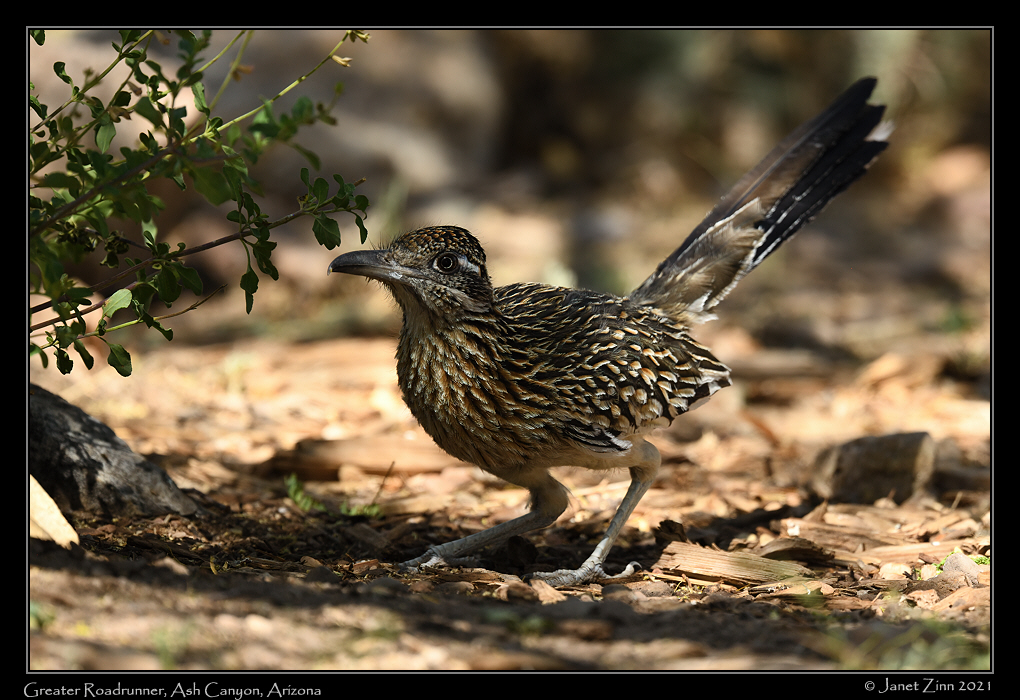 greater_roadrunner_JZ8_4019a