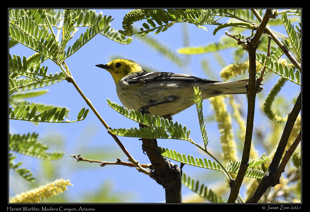 hermit_warbler_JZ8_2837a