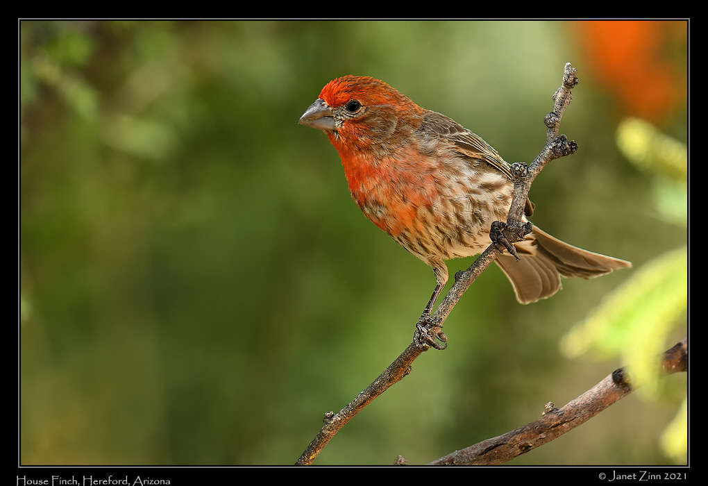 house_finch_JZ8_3566a