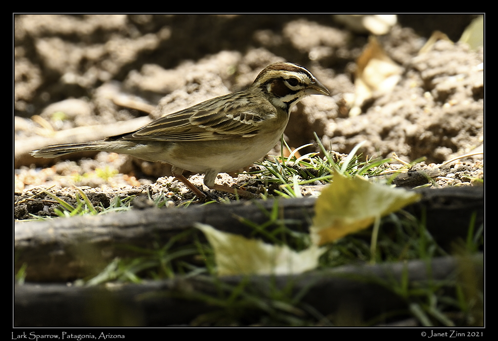 lark_sparrow_JZ8_3543a