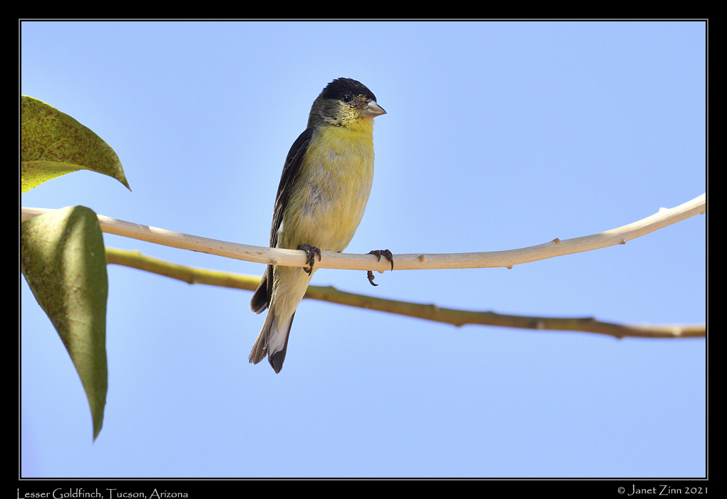 lesser_goldfinch_JZ1_6231a