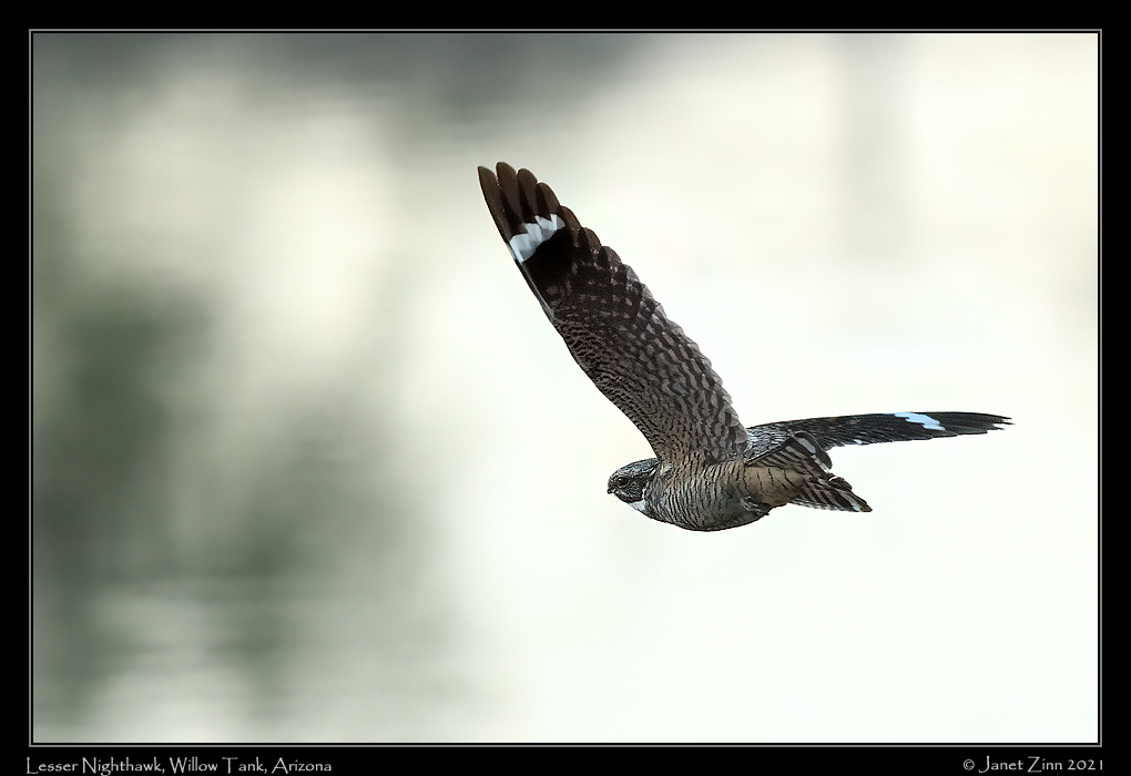 lesser_nighthawk_JZ8_4796b