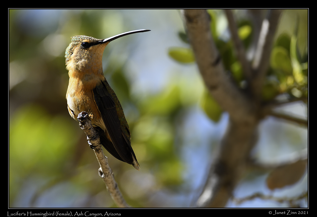lucifers_hummingbird_JZ8_3992a