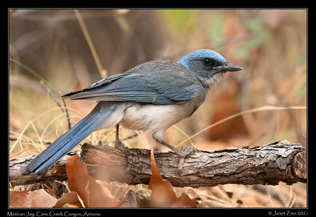 mexican_jay_JZ1_7095a