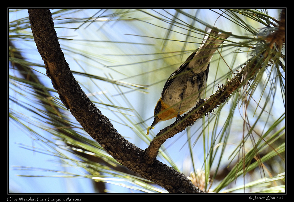 olive_warbler_JZ8_3780a