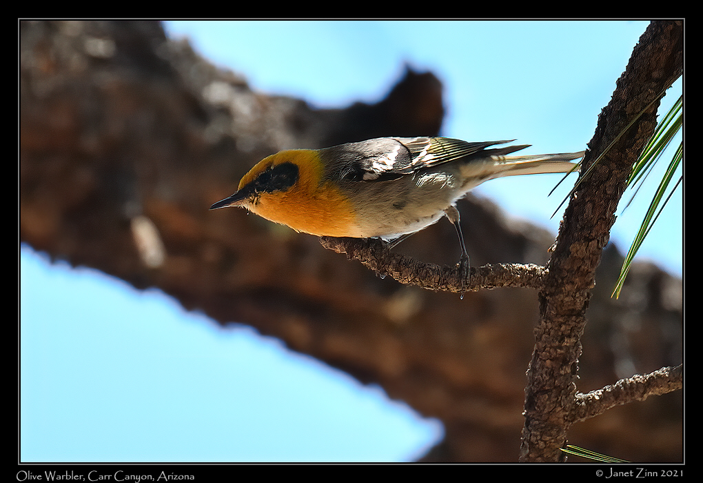 olive_warbler_JZ8_3804a