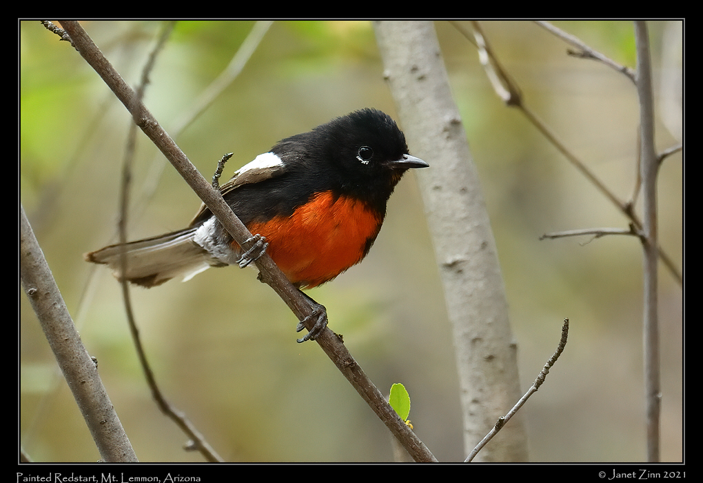 painted_redstart_JZ8_2436a