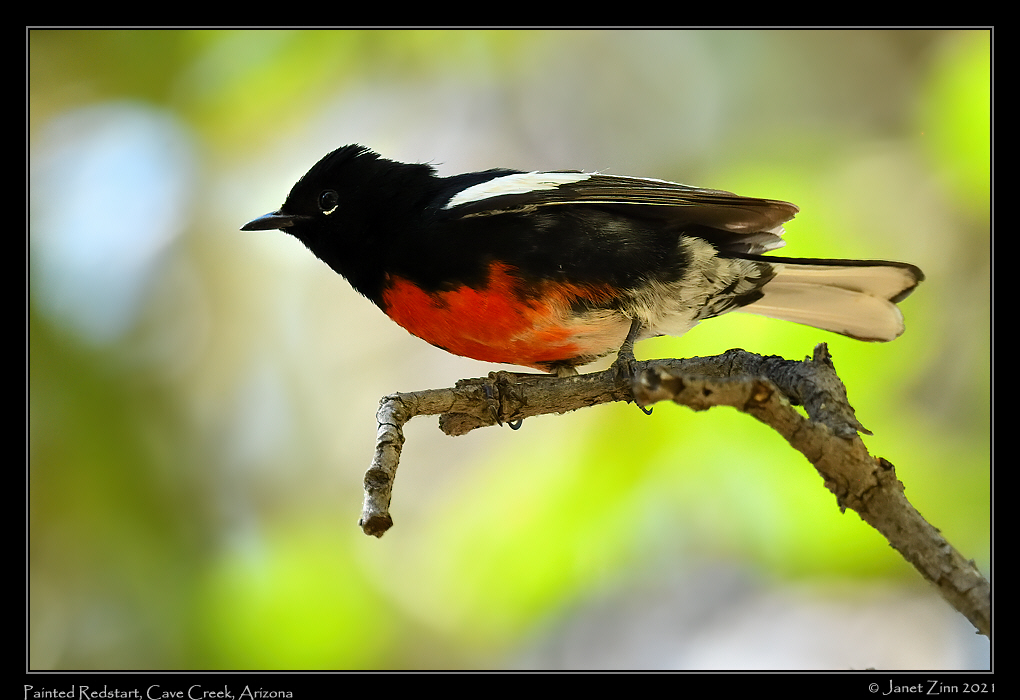 painted_redstart_JZ8_4516a