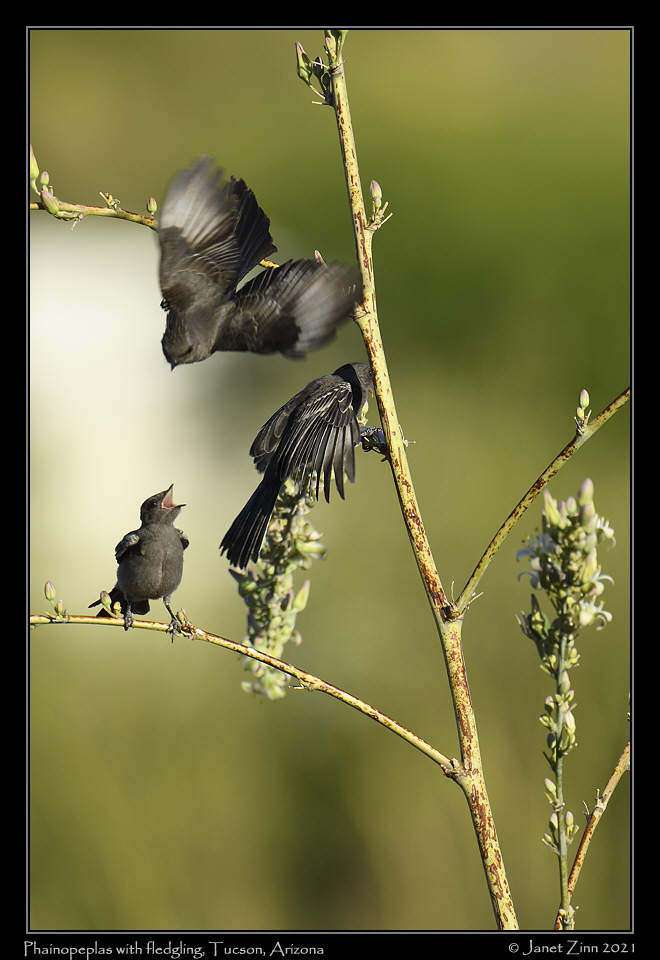 phainopepla_JZ8_2313a