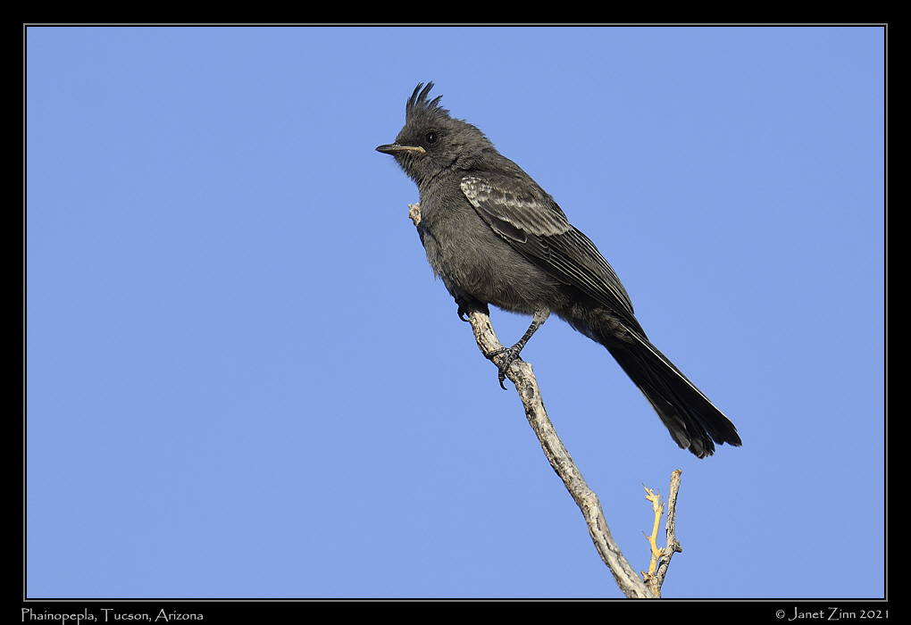 phainopepla_JZ8_2333a