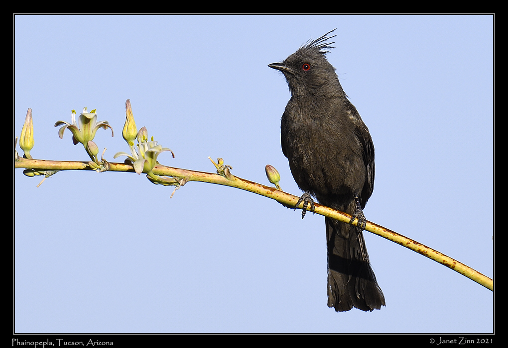 phainopepla_JZ8_2783b