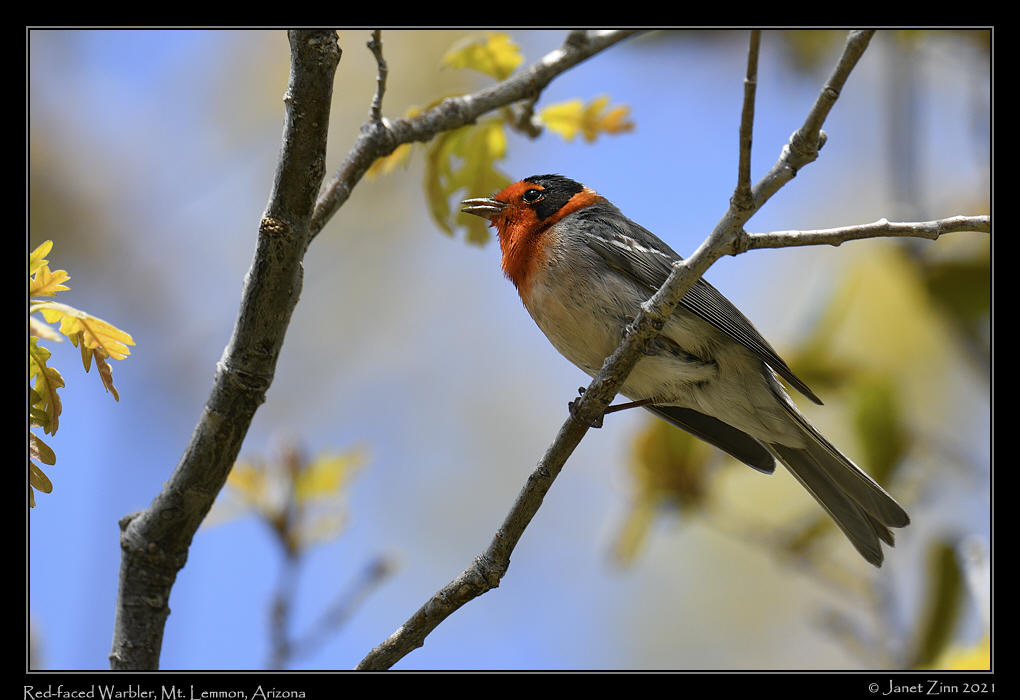 red_faced_warbler_JZ8_2572a