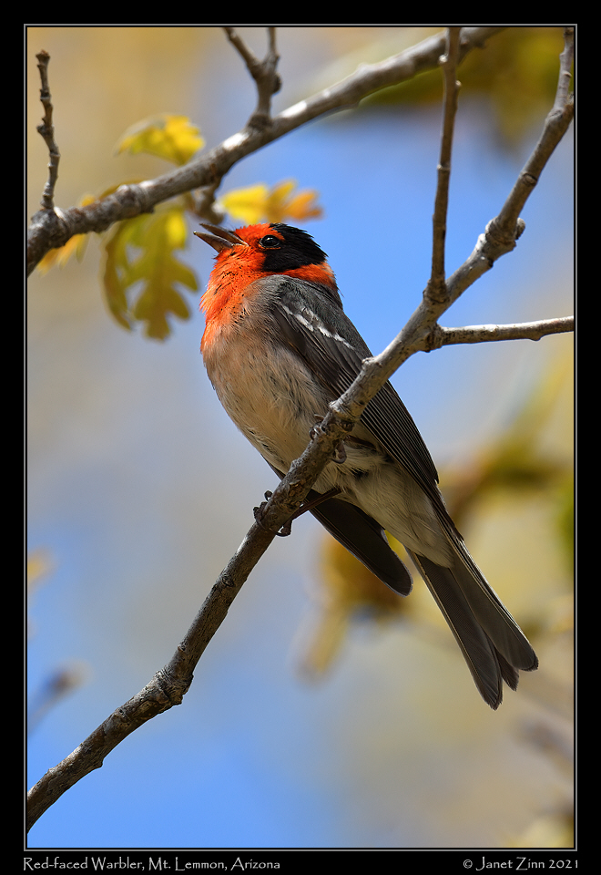 red_faced_warbler_JZ8_2579a