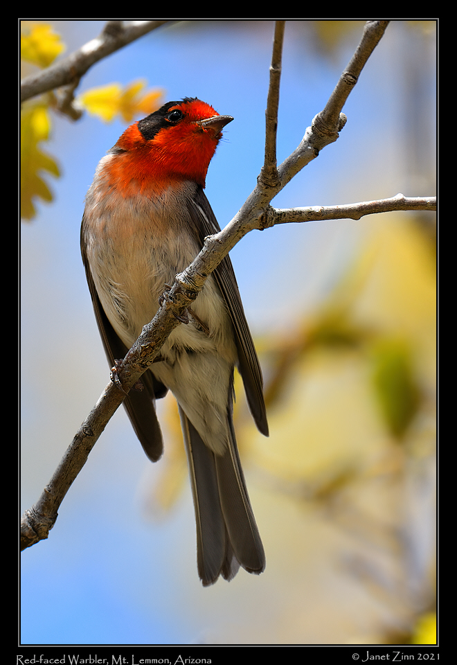 red_faced_warbler_JZ8_2588b