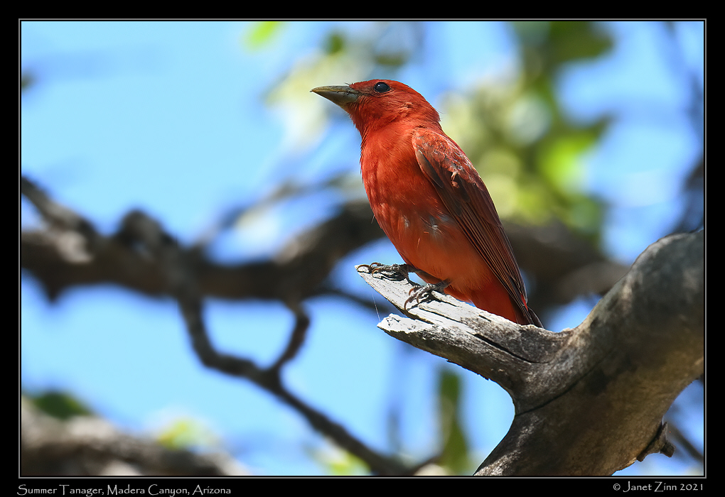 summer_tanager_JZ8_3184a